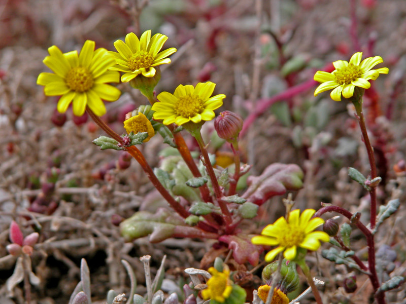 Senecio transiens / Senecione variabile